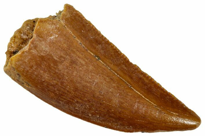 Serrated, Raptor Tooth - Real Dinosaur Tooth #285214